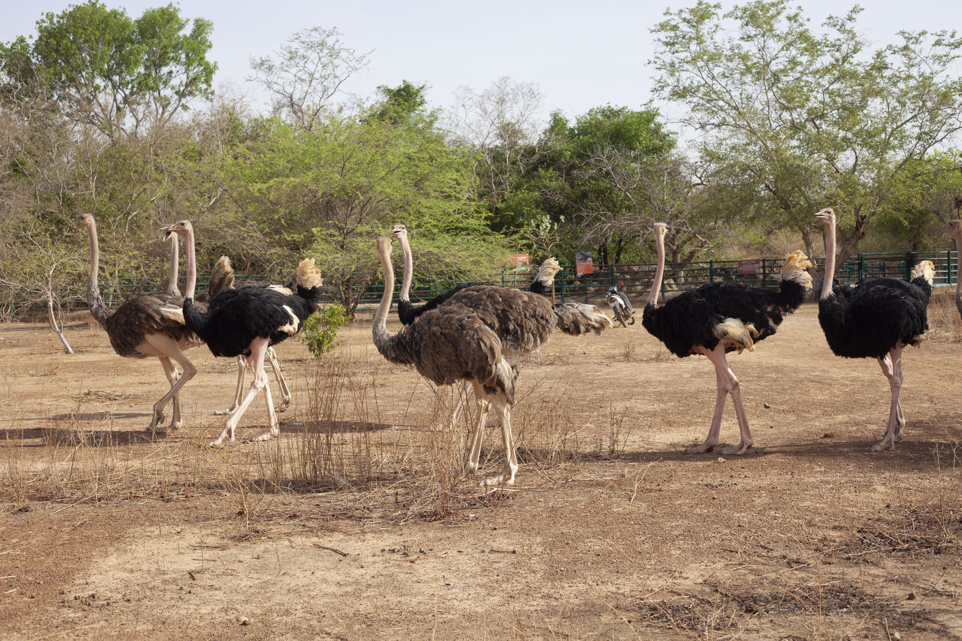 Parc animalier de Ziniaré