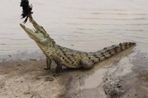 Les crocodiles sacrés de Sabou