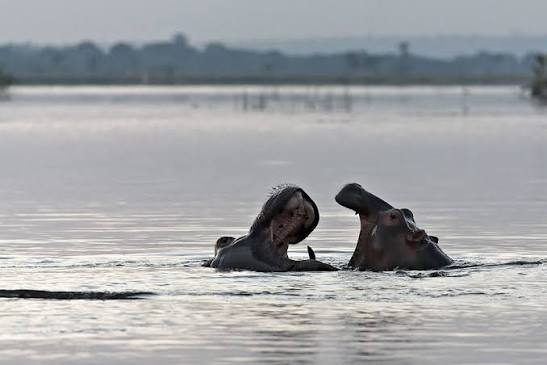 Lac de Tengréla-Hippopotames